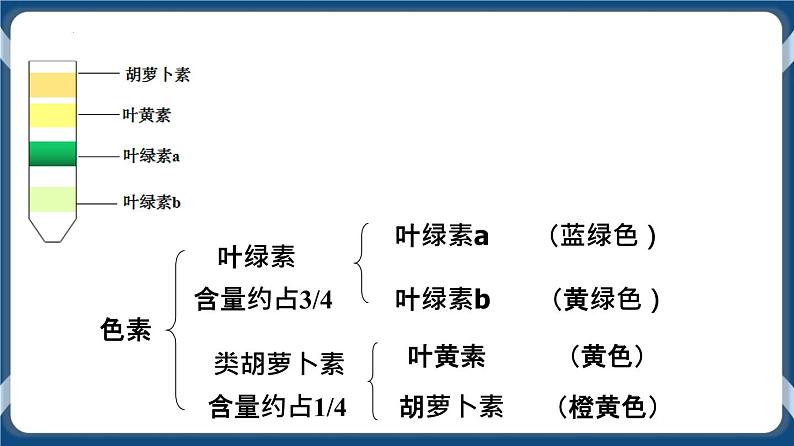 第3讲 光合作用 课件第4页