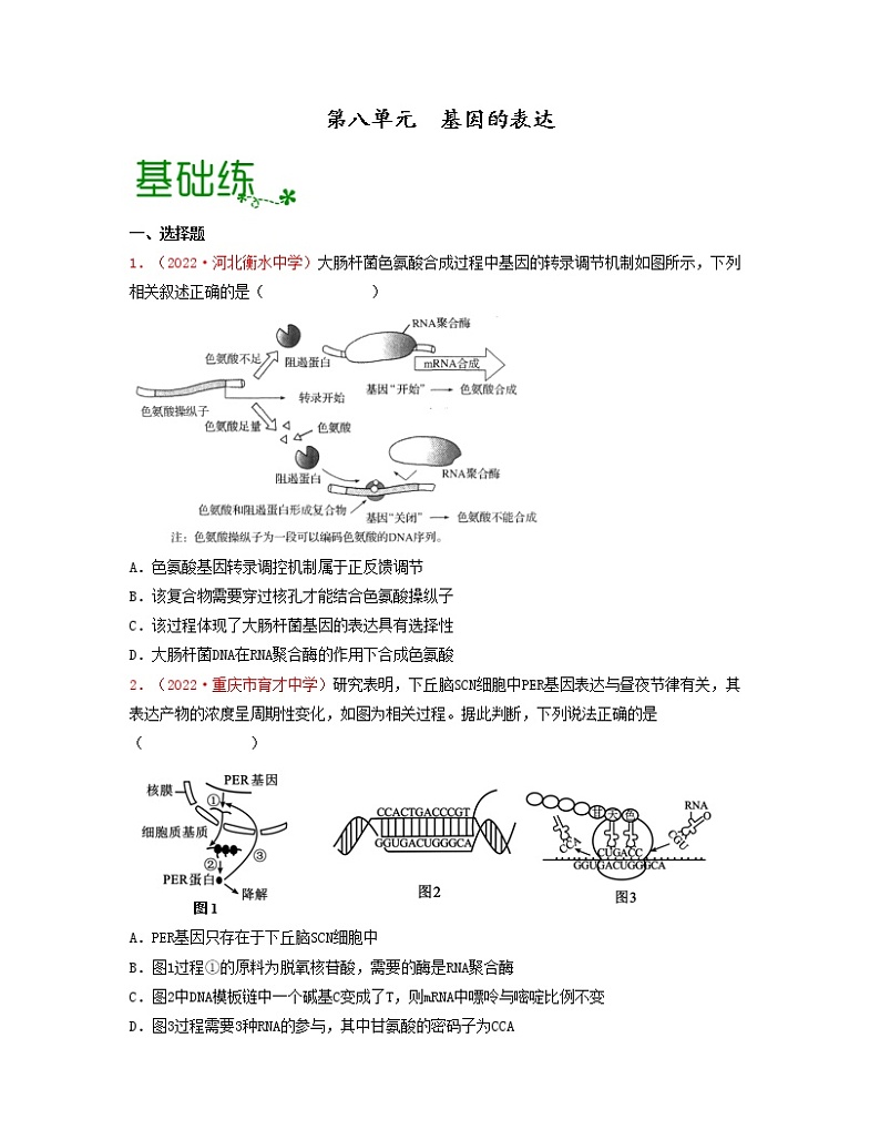 第八单元 基因的表达（原卷版）练习第1页