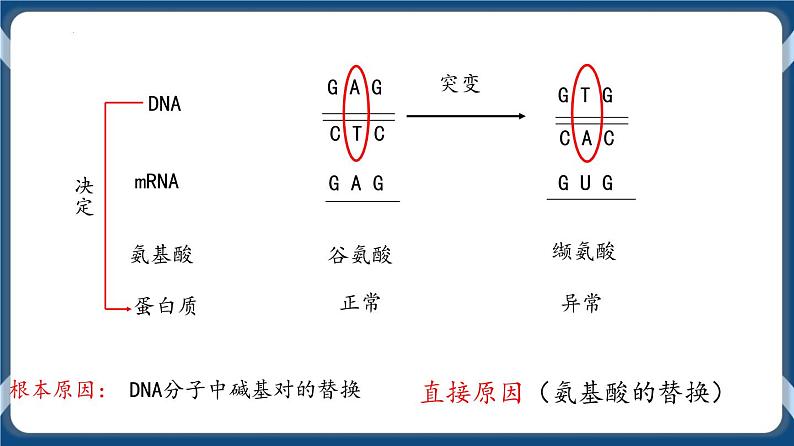 第九单元 基因突变以及其他变异 课件第7页