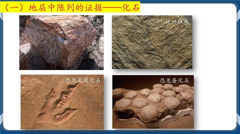 第十单元 现代生物进化理论 课件第5页