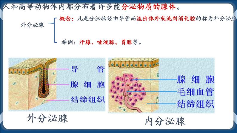 第十三单元 体液调节 课件第3页