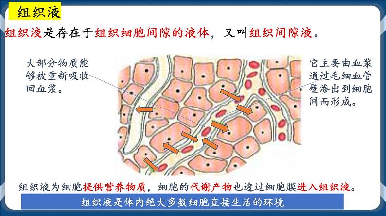 第十一单元 内环境的稳态 课件第6页