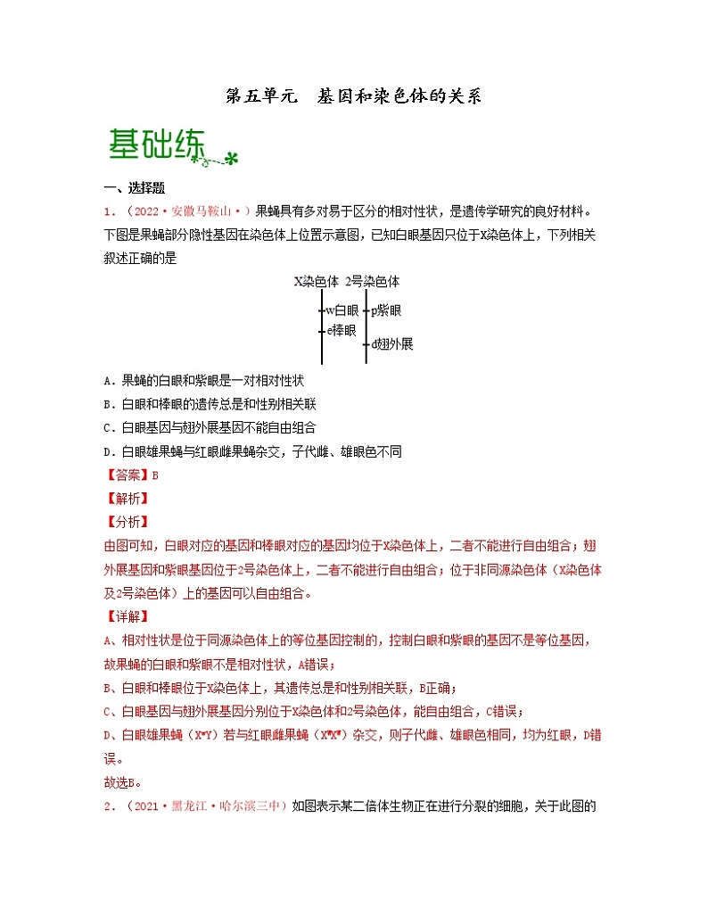第五单元 基因和染色体的关系（解析版）练习第1页