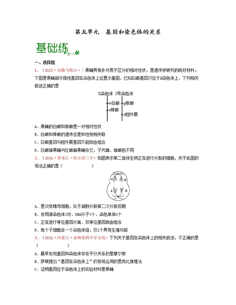 第五单元 基因和染色体的关系（原卷版）练习第1页