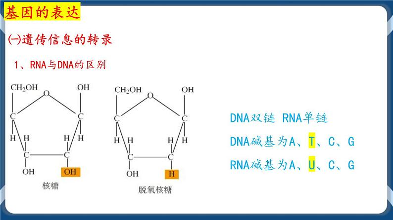 考点01 基因指导蛋白质的合成 课件第3页