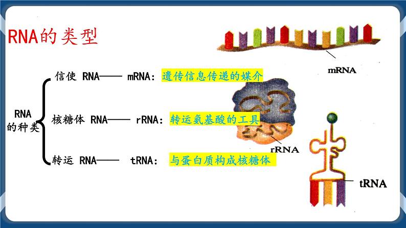 考点01 基因指导蛋白质的合成 课件第4页