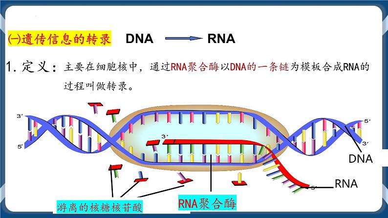 考点01 基因指导蛋白质的合成 课件第7页