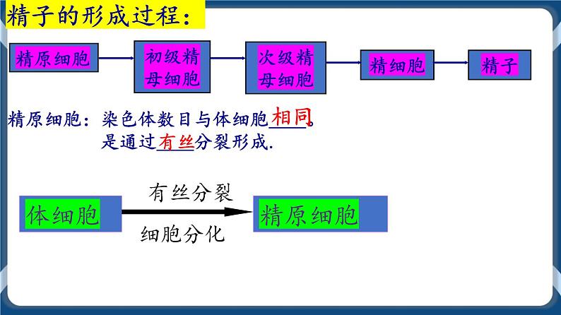 考点01 减数分裂与受精作用 课件第5页