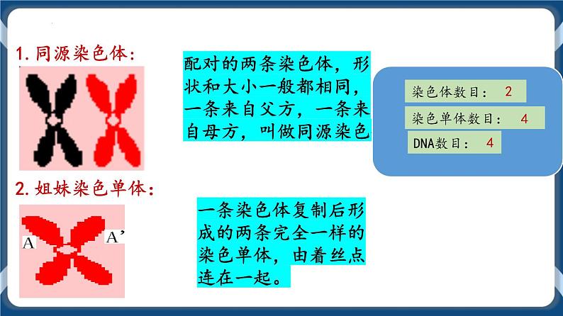 考点01 减数分裂与受精作用 课件第7页