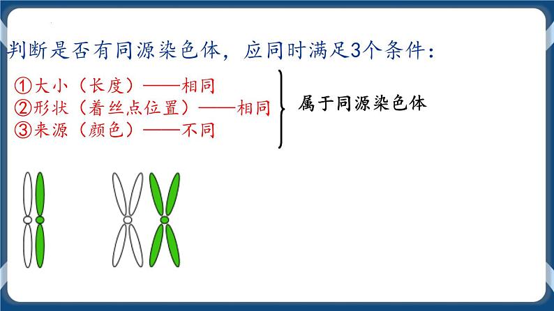 考点01 减数分裂与受精作用 课件第8页