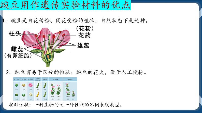 考点01 孟德尔的豌豆杂交实验（一）课件第6页