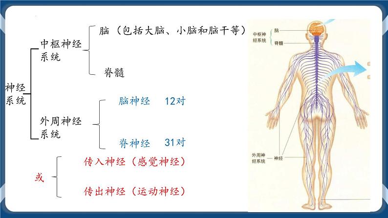 考点01 神经调节的结构与基本方式 课件第3页