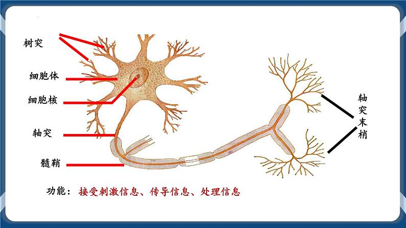 考点01 神经调节的结构与基本方式 课件第7页