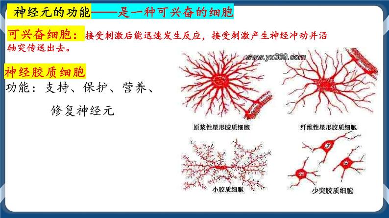 考点01 神经调节的结构与基本方式 课件第8页