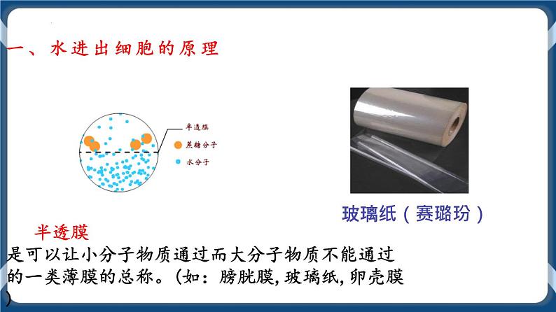 考点01 细胞的物质输入和输出 课件第3页