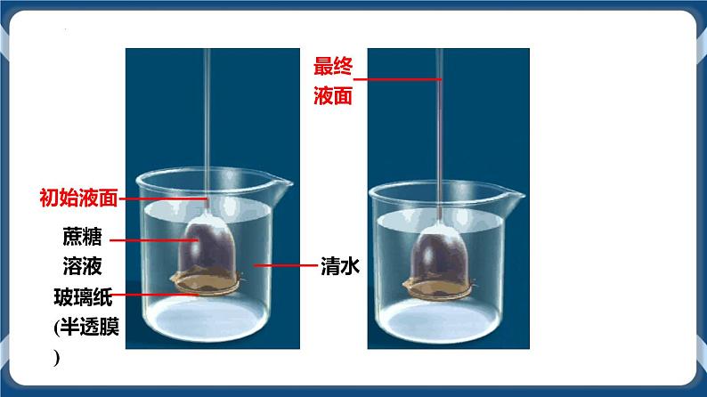 考点01 细胞的物质输入和输出 课件第5页