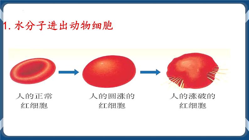 考点01 细胞的物质输入和输出 课件第8页