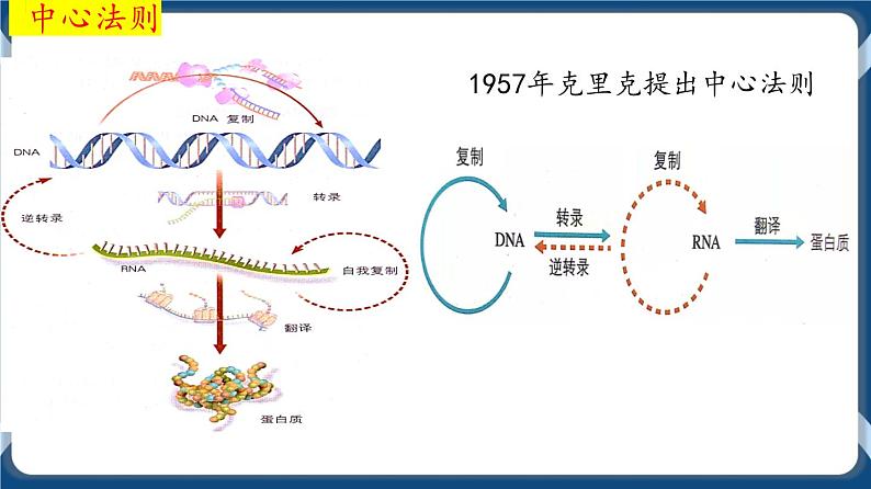 考点02 基因表达与性状的关系 课件第3页