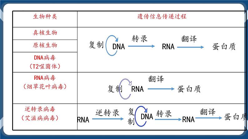 考点02 基因表达与性状的关系 课件第4页