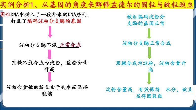 考点02 基因表达与性状的关系 课件第7页