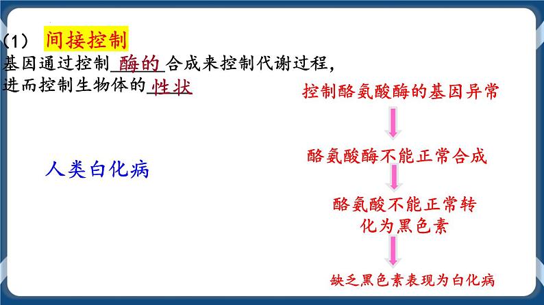 考点02 基因表达与性状的关系 课件第8页