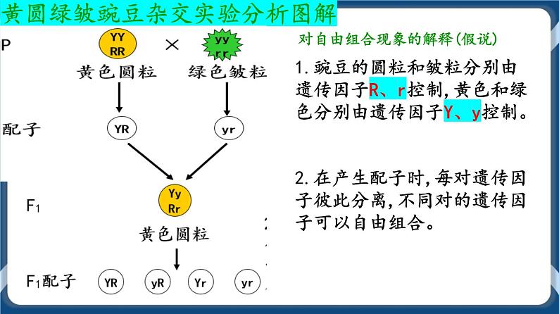 考点02 孟德尔的豌豆杂交实验（二）课件第6页