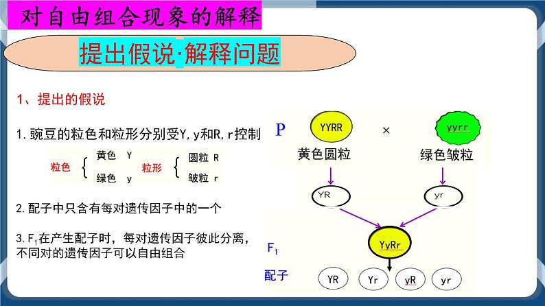 考点02 孟德尔的豌豆杂交实验（二）课件第7页