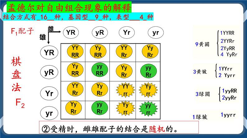 考点02 孟德尔的豌豆杂交实验（二）课件第8页