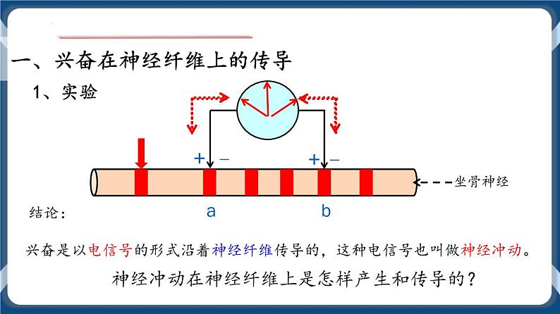 考点02 神经冲动的产生与传导、分级调节以及高级功能 课件第2页