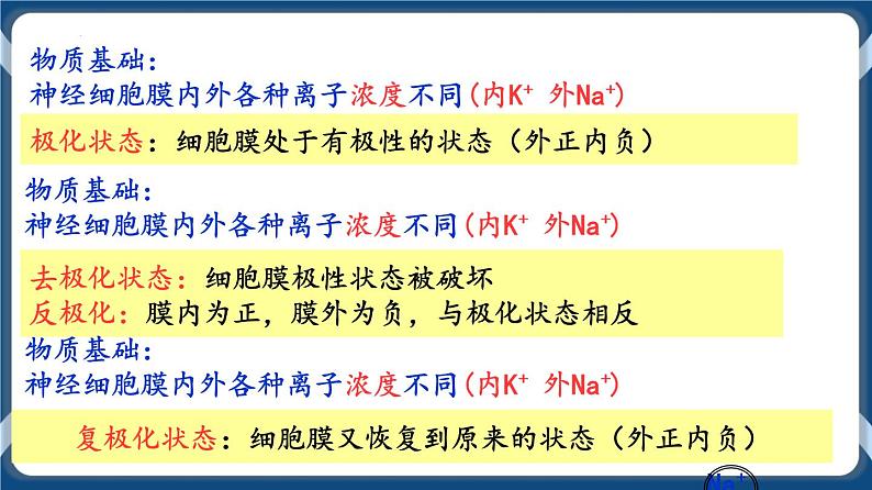 考点02 神经冲动的产生与传导、分级调节以及高级功能 课件第4页