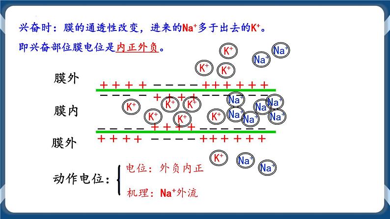 考点02 神经冲动的产生与传导、分级调节以及高级功能 课件第6页