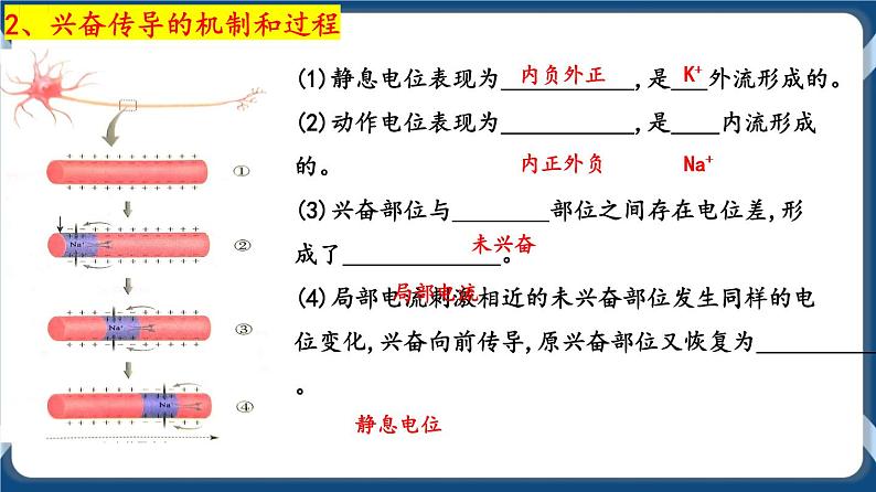 考点02 神经冲动的产生与传导、分级调节以及高级功能 课件第7页