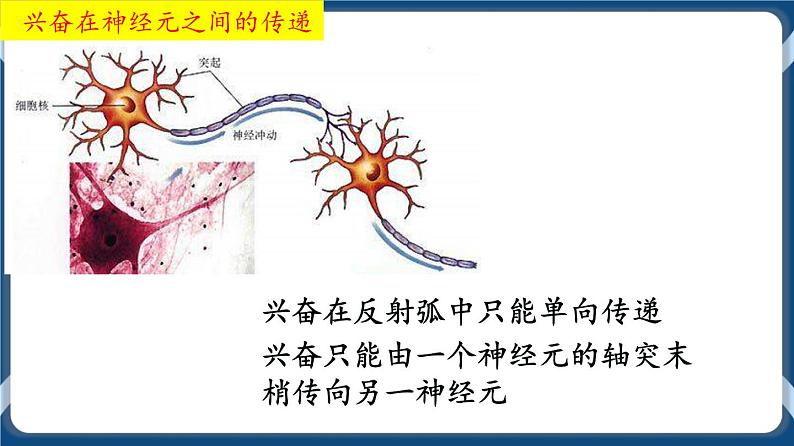 考点02 神经冲动的产生与传导、分级调节以及高级功能 课件第8页