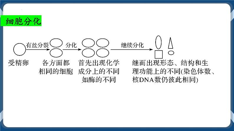 考点02 细胞分化、衰老、死亡 课件03