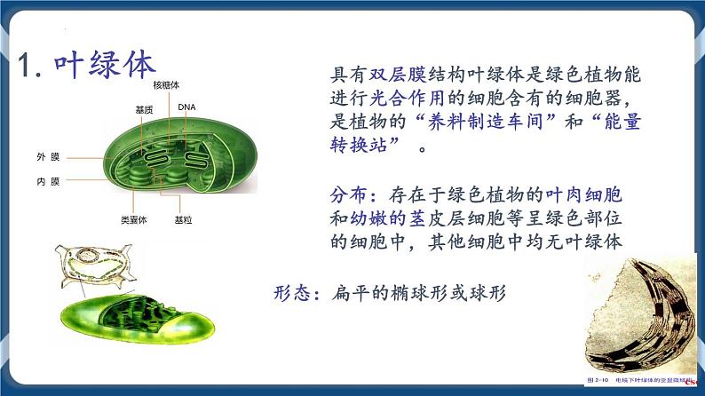 考点02 细胞器的分工合作 课件第4页