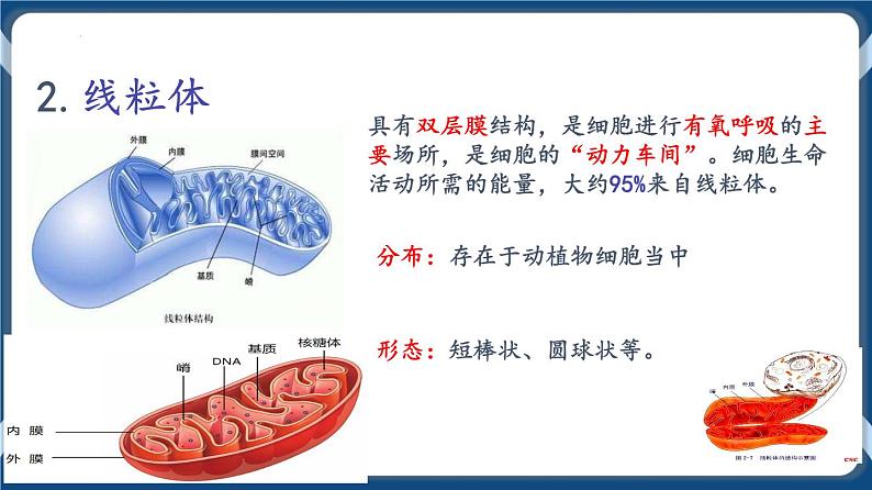 考点02 细胞器的分工合作 课件第6页