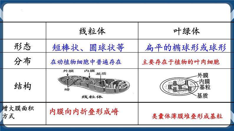 考点02 细胞器的分工合作 课件第8页