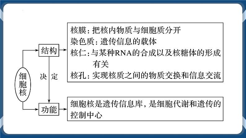 考点03 细胞核的结构与功能 课件第2页