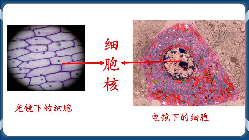 考点03 细胞核的结构与功能 课件第3页