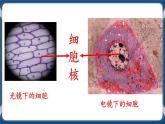 考点03 细胞核的结构与功能 课件