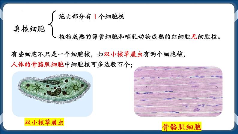 考点03 细胞核的结构与功能 课件第4页