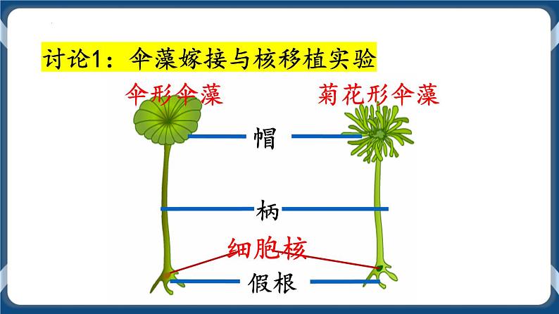 考点03 细胞核的结构与功能 课件第5页