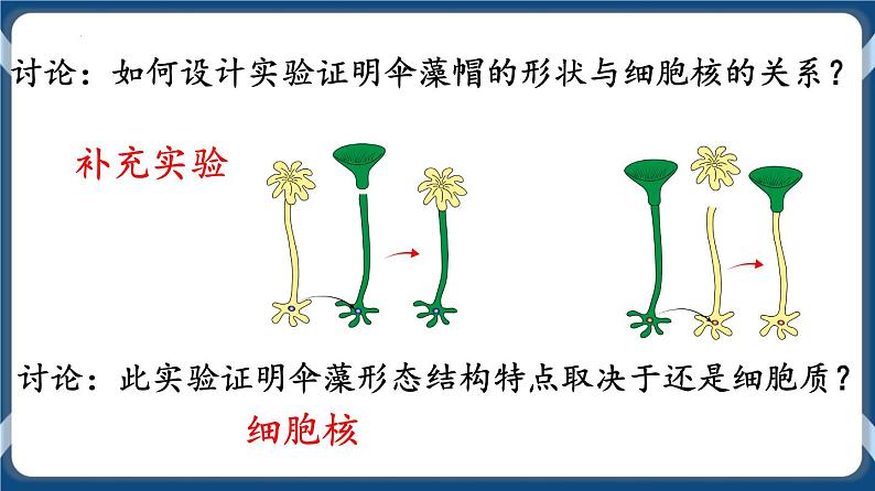 考点03 细胞核的结构与功能 课件第6页