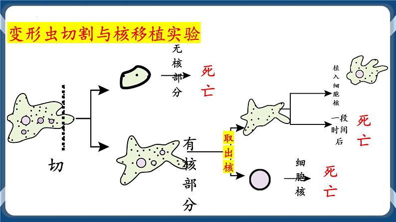 考点03 细胞核的结构与功能 课件第7页