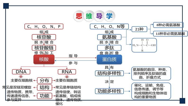 第03讲 蛋白质和核酸 课件第5页