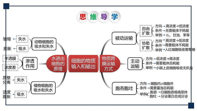 第06讲 细胞内物质输入和输出 课件第5页