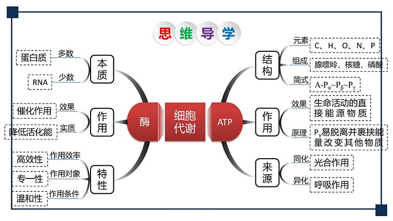 第07讲 ATP和酶 课件第5页