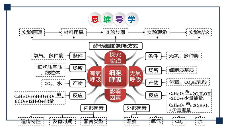 第08讲 细胞呼吸 课件第5页