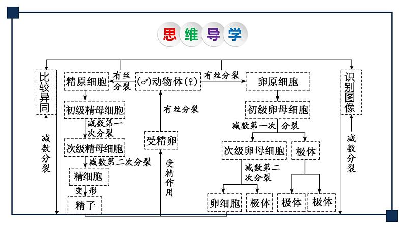 第11讲 减数分裂和受精作用 课件第5页