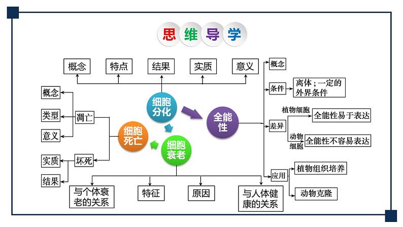 第12讲 细胞的分化、衰老和死亡 课件05